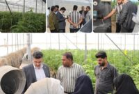 بازدید از گلخانهها و ادارات شهرستان حاجیآباد با هدف بهینهسازی مصرف انرژی بازدید از گلخانهها و ادارات شهرستان حاجیآباد با هدف بهینهسازی مصرف انرژی