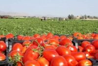 برداشت گوجه فرنگی از مزارع توکهور و هشتبندی