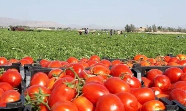 برداشت گوجه فرنگی از مزارع توکهور و هشتبندی برداشت گوجه فرنگی از مزارع توکهور و هشتبندی