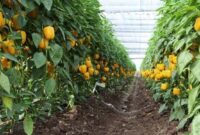 برداشت محصولات گلخانه‌ای در هرمزگان