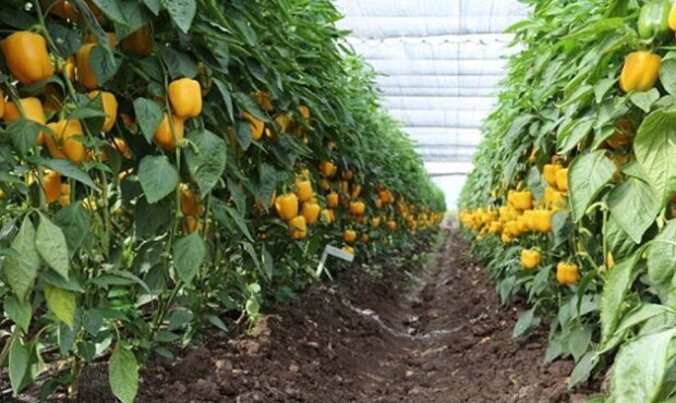 برداشت محصولات گلخانه‌ای در هرمزگان