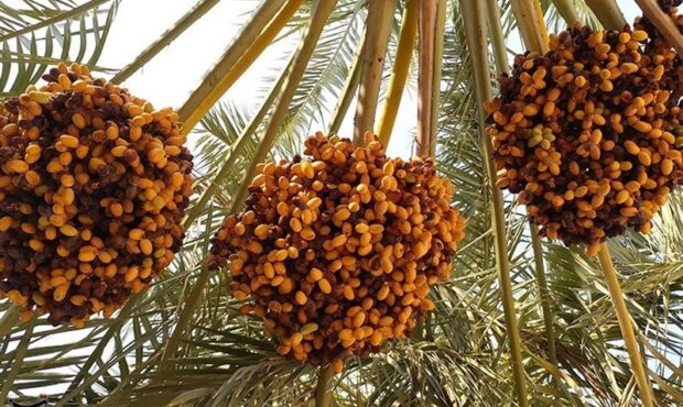 پیشبینی برداشت ۱۹۶ هزار تن خرما از نخلستانهای هرمزگان پیشبینی برداشت ۱۹۶ هزار تن خرما از نخلستانهای هرمزگان