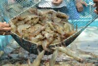ذخیره بیش از ۷۶ میلیون قطعه بچه میگو در مزارع قشم