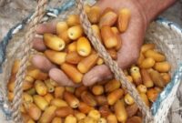 برداشت ۱۰ هزار تُن انواع خرما از نخلستانهای میناب برداشت ۱۰ هزار تُن انواع خرما از نخلستانهای میناب
