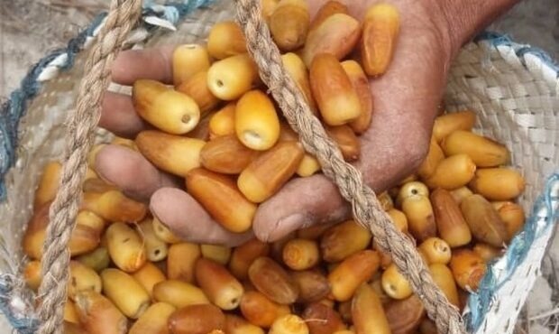 برداشت ۱۰ هزار تُن انواع خرما از نخلستان‌های میناب
