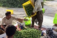 آغاز برداشت لیموترش از ۲۵۰ هکتار باغ در بخش شمیل بندرعباس