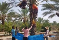 اغاز برداشت خرما از نخلستانهای رودان با پیشبینی برداشت ۳۵ هزار تن محصول اغاز برداشت خرما از نخلستانهای رودان با پیشبینی برداشت ۳۵ هزار تن محصول