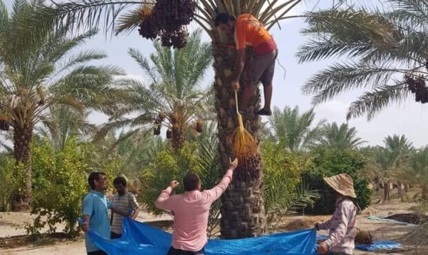 اغاز برداشت خرما از نخلستان‌های رودان با پیش‌بینی برداشت ۳۵ هزار تن محصول