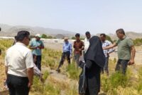 برگزاری روز مزرعه گیاهان دارویی در رودان با محوریت گیاهان مارچوبه و اپونتیا