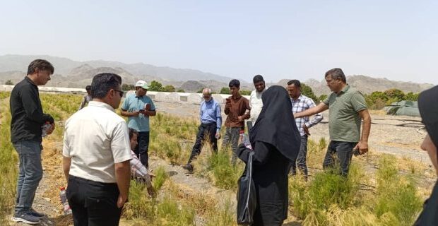 برگزاری روز مزرعه گیاهان دارویی در رودان با محوریت گیاهان مارچوبه و اپونتیا برگزاری روز مزرعه گیاهان دارویی در رودان با محوریت گیاهان مارچوبه و اپونتیا