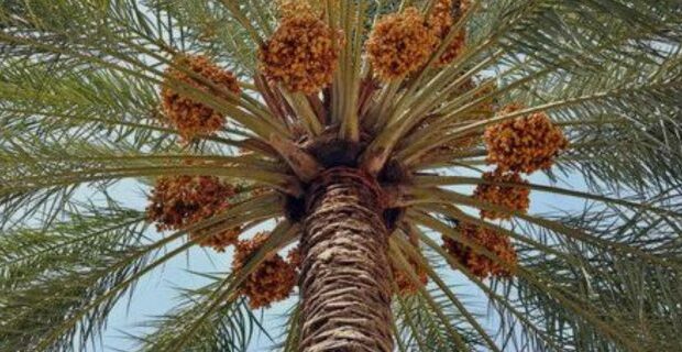آغاز برداشت خرما از نخیلات بندر خمیر با پیشبینی تولید بیش از دو هزار و ۴۰۰ تن محصول آغاز برداشت خرما از نخیلات بندر خمیر با پیشبینی تولید بیش از دو هزار و ۴۰۰ تن محصول