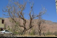 تشنگی در سایه خاموشی؛ باغات چهارمحال و بختیاری در انتظار وعده ۱.۵ میلیون مترمکعب آب