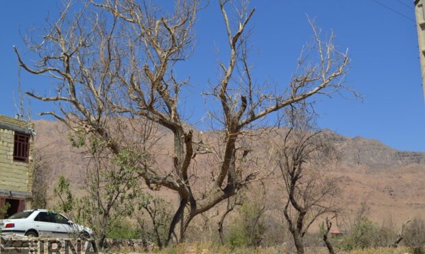 تشنگی در سایه خاموشی؛ باغات چهارمحال و بختیاری در انتظار وعده ۱.۵ میلیون مترمکعب آب