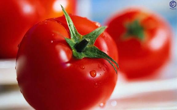 پیش‌بینی برداشت بیش از ۱۲۰۰ تن گوجه‌فرنگی در شهرستان بستک