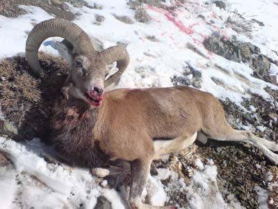 کشف لاشه دو رأس کل و بز وحشی و سلاح از منزل شکارچی غیرمجاز در لردگان کشف لاشه دو رأس کل و بز وحشی و سلاح از منزل شکارچی غیرمجاز در لردگان