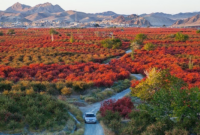 پایتخت زرشک ایران، جهانی می‌شود