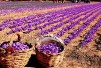 افزایش سطح زیر کشت زعفران در کیار به ۷۳ هکتار
